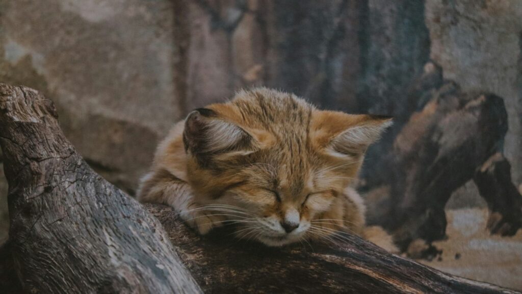 木の上で眠るスナネコ