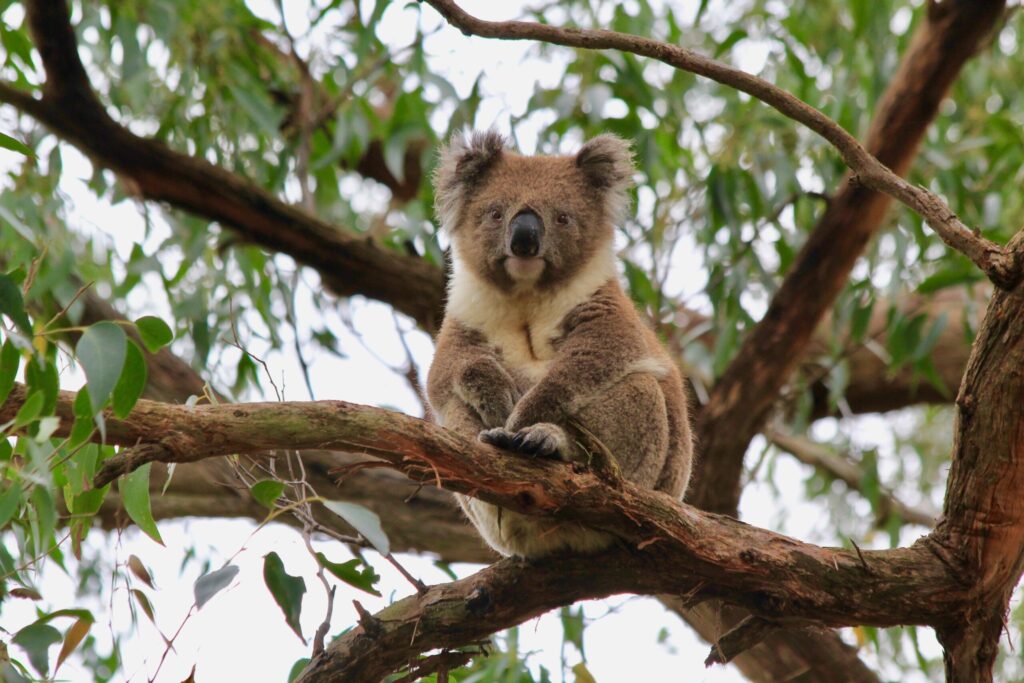 木の上にいるコアラ