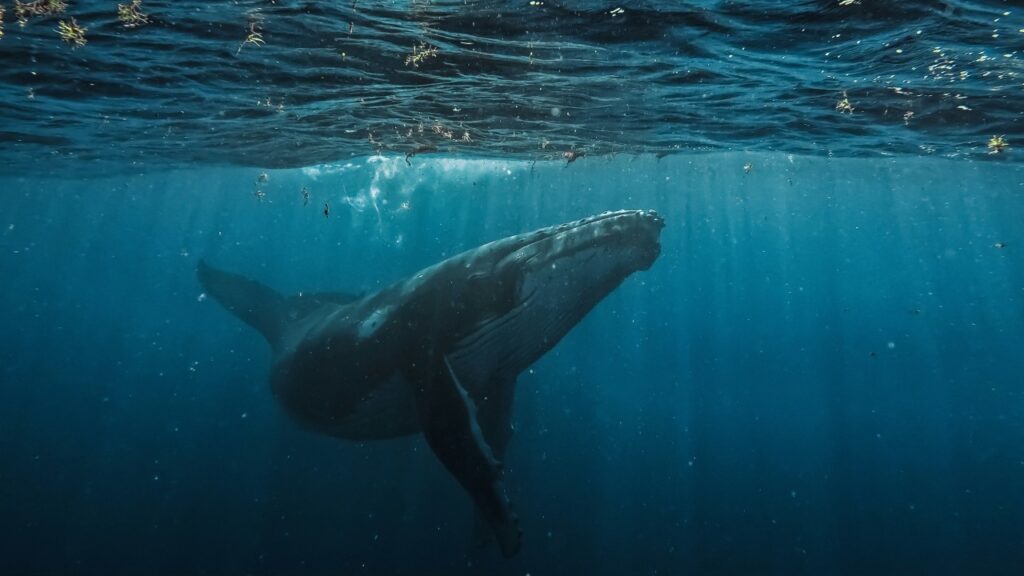 ナガスクジラ