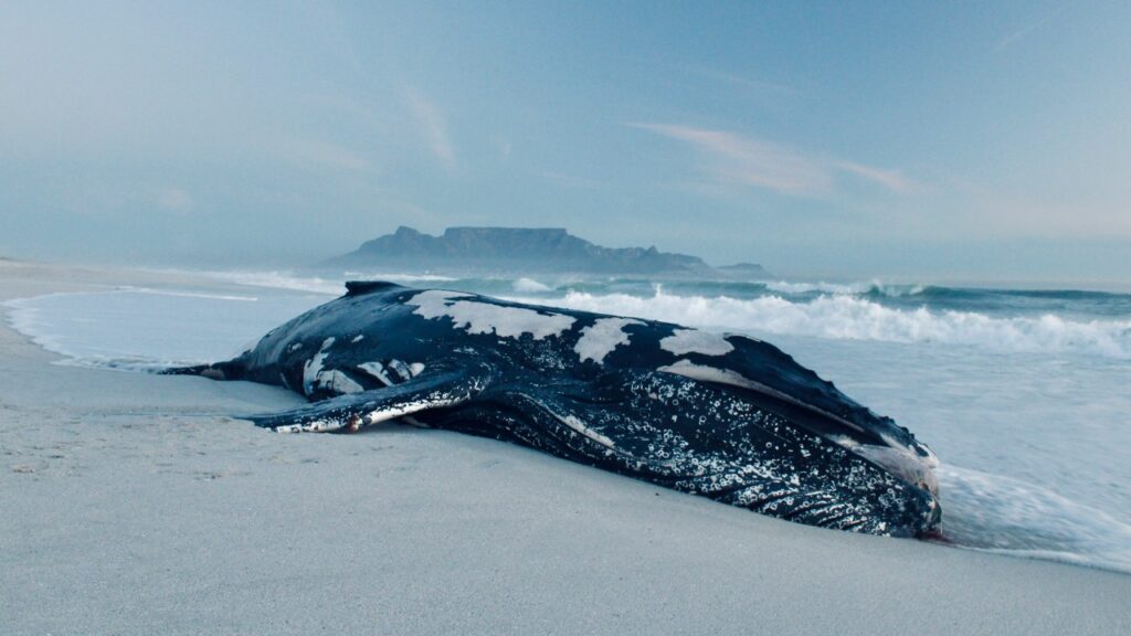 クジラ 座礁