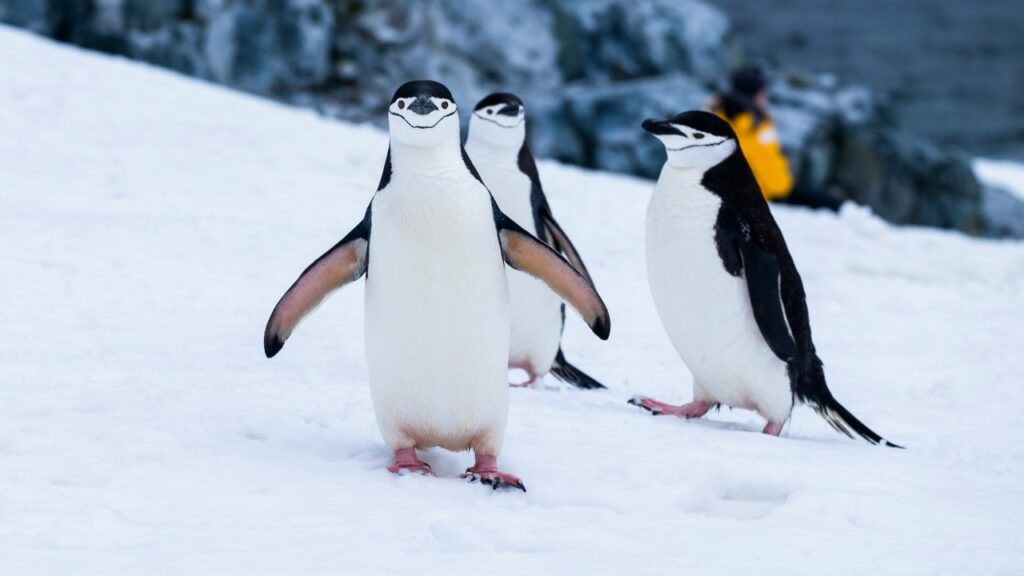ヒゲペンギン