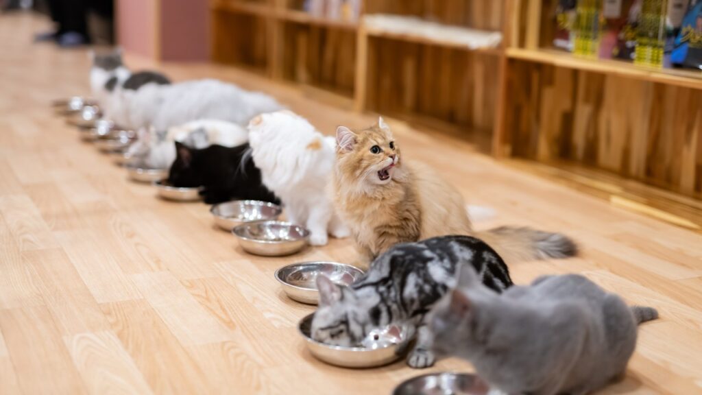 猫　みんなでお食事タイム