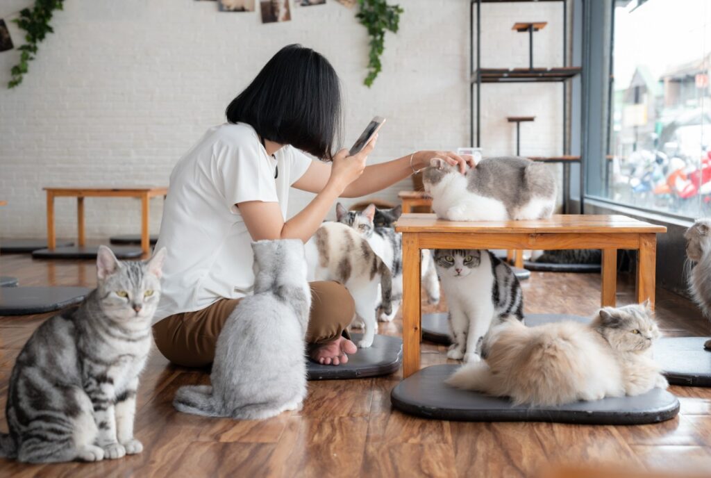 猫に囲まれているカフェ