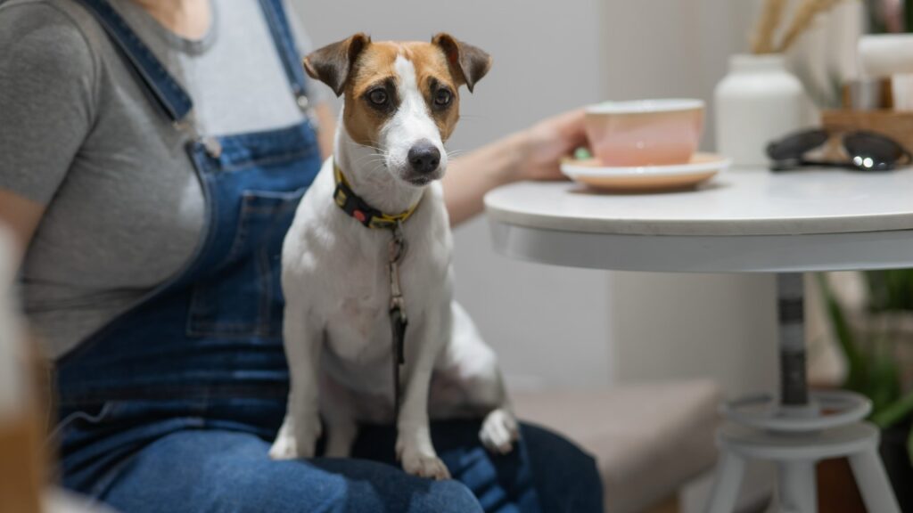カフェで飼い主の膝の上に座るジャック・ラッセル・テリア。